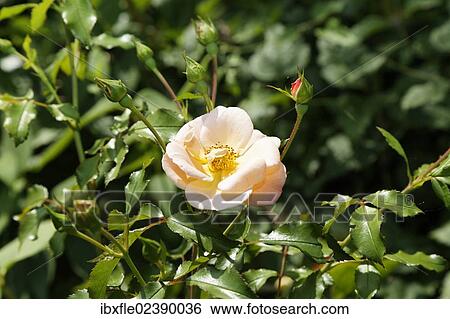 Yellow rose (Rosa) View Large Photo Image Stock Photograph - Yellow rose (Rosa). Fotosearch