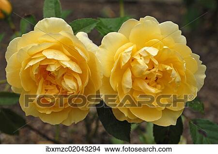 "Yellow roses (Rosa), variety """"Graham Thomas"""", flowers" View Large Photo Image Picture - "Yellow roses (Rosa), variety """"Graham Thomas"""", flowers". Fotosearch