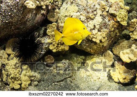 Stock Image - "Yellow Sailfin Tang (Zebrasoma flavescens), tropical coastal waters". Fotosearch