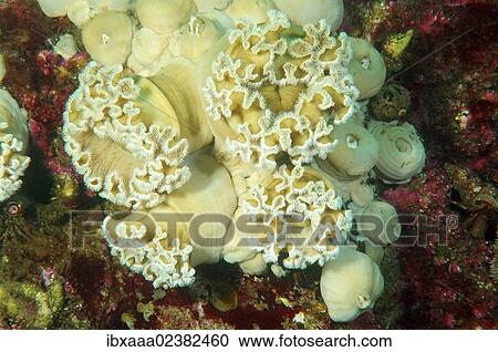 "Yellow senile anemone, Plumose anemone or Frilled anemone (Metridium senile), Japan Sea, Primorsky Krai, Russian Federation, Far East" View Large Photo Image Stock Image - "Yellow senile anemone, Plumose anemone or Frilled anemone (Metridium senile), Japan Sea, Primorsky Krai, Russian Federation, Far East". Fotosearch