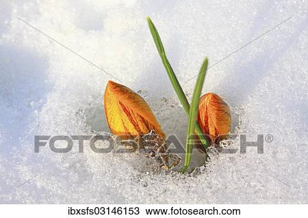 "Yellow Spring Crocus or Giant Crocus (Crocus vernus), closed flowers in the snow, Westerwald, Solms, Hesse, Germany, Europe" View Large Photo Image Stock Image - "Yellow Spring Crocus or Giant Crocus (Crocus vernus), closed flowers in the snow, Westerwald, Solms, Hesse, Germany, Europe". Fotosearch