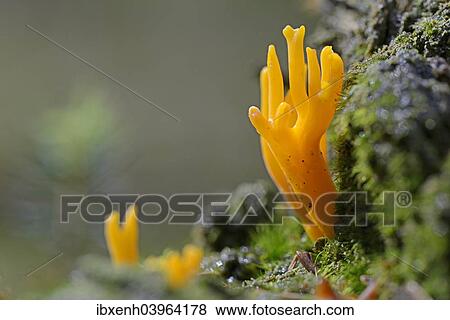 "Yellow Stagshorn (Calocera viscosa), Emsland, Lower Saxony, Germany, Europe" View Large Photo Image Stock Photo - "Yellow Stagshorn (Calocera viscosa), Emsland, Lower Saxony, Germany, Europe". Fotosearch