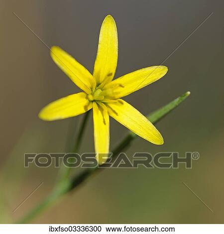 "Yellow Star-of-Bethlehem (Gagea lutea), Hainich National Park, Thuringia, Germany, Europe" View Large Photo Image Stock Image - "Yellow Star-of-Bethlehem (Gagea lutea), Hainich National Park, Thuringia, Germany, Europe". Fotosearch