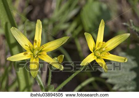 "Yellow Star-of-Bethlehem (Gagea lutea), Baden-Wurttemberg, Germany, Europe" View Large Photo Image Stock Photography - "Yellow Star-of-Bethlehem (Gagea lutea), Baden-Wurttemberg, Germany, Europe". Fotosearch