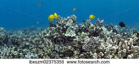 "Yellow tang (Zebrasoma flavescens), Kahekili Beach Park, Lahaina, Maui, Hawaii, USA" View Large Photo Image Stock Photography - "Yellow tang (Zebrasoma flavescens), Kahekili Beach Park, Lahaina, Maui, Hawaii, USA". Fotosearch