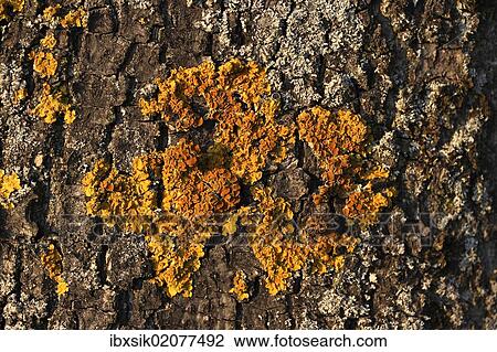 Yellow tree lichen View Large Photo Image Stock Image - Yellow tree lichen. Fotosearch