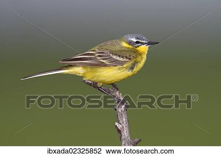 Stock Image - "Yellow Wagtail (Motacilla flava), male sining on perch, Apetlon, Lake Neusiedl, Burgenland, Austria, Europe". Fotosearch