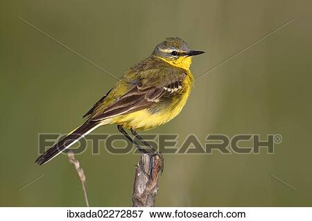 Stock Photo - "Yellow wagtail (Motacilla flava), male singing, perched on its song post, Lake Neusiedl, Burgenland, Austria, Europe". Fotosearch