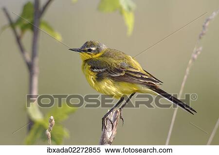 "Yellow wagtail (Motacilla flava), male singing, perched on its song post, Lake Neusiedl, Burgenland, Austria, Europe" View Large Photo Image Stock Photography - "Yellow wagtail (Motacilla flava), male singing, perched on its song post, Lake Neusiedl, Burgenland, Austria, Europe". Fotosearch