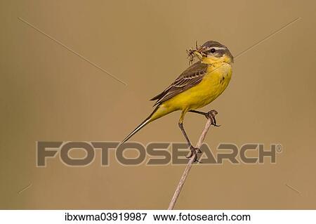 "Yellow Wagtail (Motacilla flava) on stalk with insect in beak, Lake Neusiedl, Austria, Europe" View Large Photo Image Stock Photo - "Yellow Wagtail (Motacilla flava) on stalk with insect in beak, Lake Neusiedl, Austria, Europe". Fotosearch