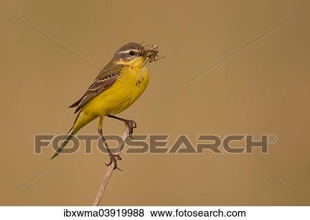 "Yellow Wagtail (Motacilla flava) on stalk with insect in beak, Lake Neusiedl, Austria, Europe" View Large Photo Image Stock Photo - "Yellow Wagtail (Motacilla flava) on stalk with insect in beak, Lake Neusiedl, Austria, Europe". Fotosearch