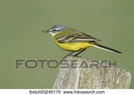 Stock Image - "Yellow Wagtail (Motacilla flava), Hude, Lower Saxony, Germany, Europe". Fotosearch