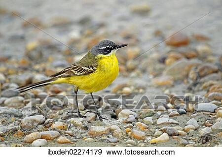 "Yellow wagtail (Motacilla flava), Burgenland, Austria, Europe" View Large Photo Image Stock Photo - "Yellow wagtail (Motacilla flava), Burgenland, Austria, Europe". Fotosearch