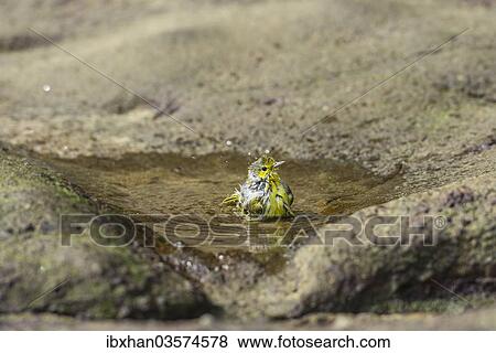 "Yellow Warbler (Dendroica petechia) taking a bath, Punta Pitt, Isla de San Cristobal, Galapagos Islands" View Large Photo Image Stock Photo - "Yellow Warbler (Dendroica petechia) taking a bath, Punta Pitt, Isla de San Cristobal, Galapagos Islands". Fotosearch