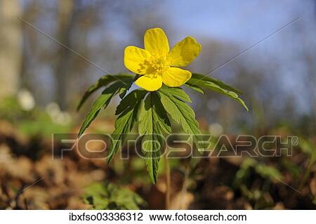 "Yellow Wood Anemone or Buttercup Anemone (Anemone ranunculoides), Hainich National Park, Thuringia, Germany, Europe" View Large Photo Image Stock Image - "Yellow Wood Anemone or Buttercup Anemone (Anemone ranunculoides), Hainich National Park, Thuringia, Germany, Europe". Fotosearch