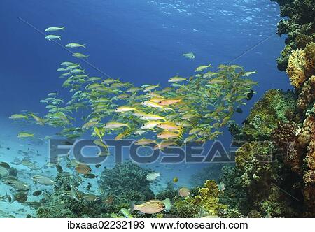 "Yellowfin goatfish (Mulloidichthys vanicolensis), Red Sea, Egypt, Africa" View Large Photo Image Stock Image - "Yellowfin goatfish (Mulloidichthys vanicolensis), Red Sea, Egypt, Africa". Fotosearch
