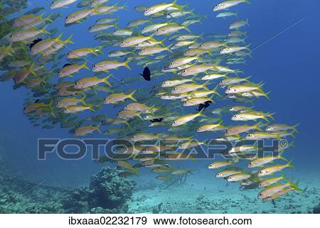 Stock Photo - "Yellowfin goatfish (Mulloidichthys vanicolensis), Red Sea, Egypt, Africa". Fotosearch