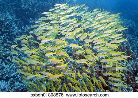 "Yellowfin Goatfish (Mulloidichthys vanicolensis), Marsa Alam, Egypt, Africa" View Large Photo Image Stock Photograph - "Yellowfin Goatfish (Mulloidichthys vanicolensis), Marsa Alam, Egypt, Africa". Fotosearch