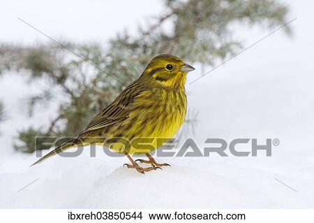 "Yellowhammer or Eastern Yellow Bunting (Emberiza citrinella), Tyrol, Austria, Europe" View Large Photo Image Picture - "Yellowhammer or Eastern Yellow Bunting (Emberiza citrinella), Tyrol, Austria, Europe". Fotosearch
