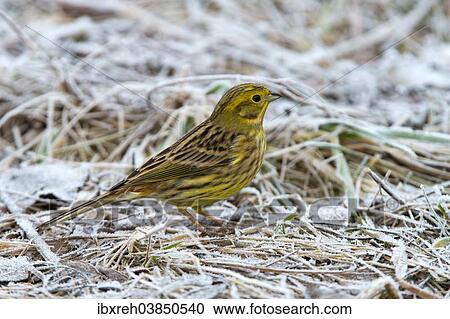 "Yellowhammer or Eastern Yellow Bunting (Emberiza citrinella), Tyrol, Austria, Europe" View Large Photo Image Stock Image - "Yellowhammer or Eastern Yellow Bunting (Emberiza citrinella), Tyrol, Austria, Europe". Fotosearch