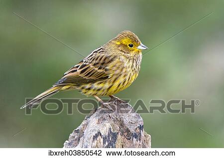 "Yellowhammer or Eastern Yellow Bunting (Emberiza citrinella), Tyrol, Austria, Europe" View Large Photo Image Stock Image - "Yellowhammer or Eastern Yellow Bunting (Emberiza citrinella), Tyrol, Austria, Europe". Fotosearch
