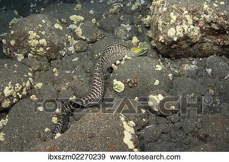 Stock Photo - "Yellowhead Moray Eel (Gymnothorax rueppellii), in search of food, night dive at Kailua-Kona, Big Island of Hawaii, USA". Fotosearch