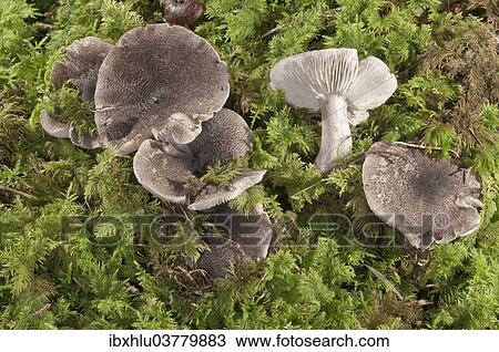 "Yellowing Knight (Tricholoma scalpturatum), Baden-Wurttemberg, Germany, Europe" View Large Photo Image Stock Image - "Yellowing Knight (Tricholoma scalpturatum), Baden-Wurttemberg, Germany, Europe". Fotosearch