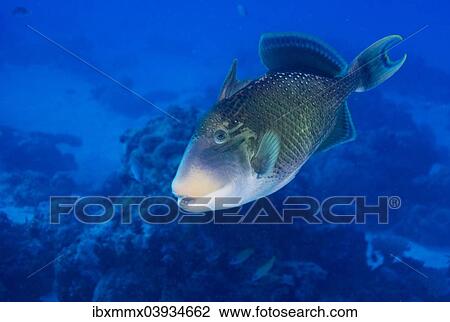 "Yellowmargin Triggerfish (Pseudobalistes flavimarginatus), Palau, Oceania" View Large Photo Image Stock Image - "Yellowmargin Triggerfish (Pseudobalistes flavimarginatus), Palau, Oceania". Fotosearch