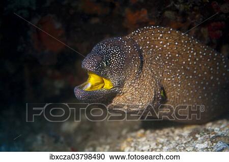 "Yellowmouth Moray (Gymnothorax nudivomer), Gulf of Oman, Oman, Asia" View Large Photo Image Stock Image - "Yellowmouth Moray (Gymnothorax nudivomer), Gulf of Oman, Oman, Asia". Fotosearch