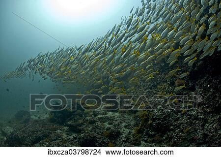 Picture - "Yellowtail Snapper (Ocyurus chrysurus), Gulf of Oman, Oman, Asia". Fotosearch