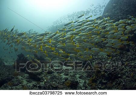 "Yellowtail Snapper (Ocyurus chrysurus), Gulf of Oman, Oman, Asia" View Large Photo Image Stock Photography - "Yellowtail Snapper (Ocyurus chrysurus), Gulf of Oman, Oman, Asia". Fotosearch