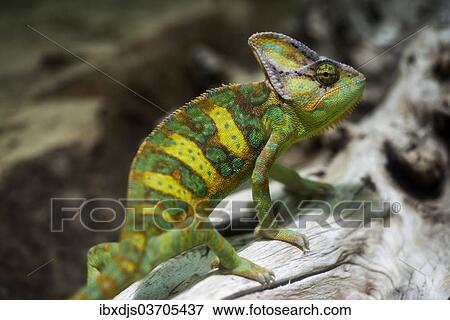"Yemen Chameleon or Veiled Chameleon (Chamaeleo calyptratus), captive" View Large Photo Image Stock Photo - "Yemen Chameleon or Veiled Chameleon (Chamaeleo calyptratus), captive". Fotosearch
