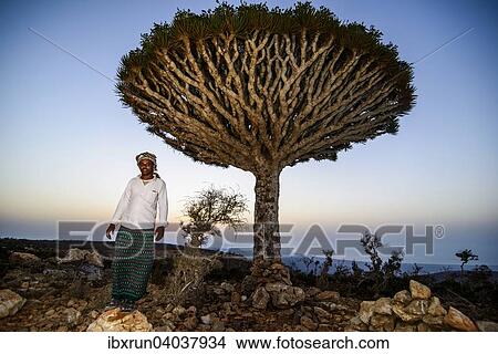 "Yemenite man standing in front of a Socotra Dragon Tree or Dragon Blood Tree (Dracaena cinnabari), Dixsam plateau, Socotra, Yemen, Asia" View Large Photo Image Picture - "Yemenite man standing in front of a Socotra Dragon Tree or Dragon Blood Tree (Dracaena cinnabari), Dixsam plateau, Socotra, Yemen, Asia". Fotosearch