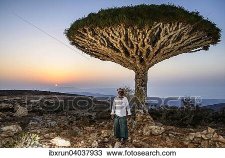 "Yemenite man standing in front of a Socotra Dragon Tree or Dragon Blood Tree (Dracaena cinnabari), Dixsam plateau, Socotra, Yemen, Asia" View Large Photo Image Stock Image - "Yemenite man standing in front of a Socotra Dragon Tree or Dragon Blood Tree (Dracaena cinnabari), Dixsam plateau, Socotra, Yemen, Asia". Fotosearch
