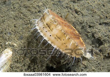 Picture - "Yesso Scallop (Mizuhopecten yessoensis), Sea of Japan, Primorsky Krai, Russia, Europe". Fotosearch