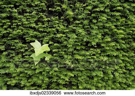 Yew (Taxus sp. ) hedge and Ivy leaves View Large Photo Image Stock Photograph - Yew (Taxus sp. ) hedge and Ivy leaves. Fotosearch