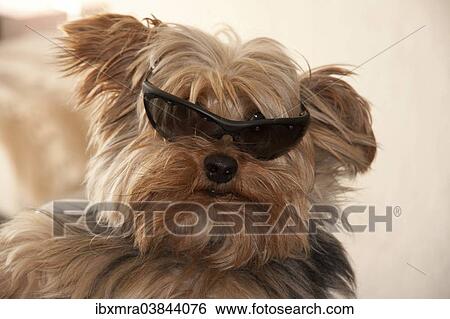 "Yorkshire Terrier with sunglasses, portrait" View Large Photo Image Stock Photograph - "Yorkshire Terrier with sunglasses, portrait". Fotosearch
