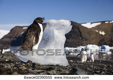 "Young Adelie Penguin (Pygoscelis adeliae) moulting and eating ice, Devil Island, Weddell Sea, Antarctica" View Large Photo Image Stock Photography - "Young Adelie Penguin (Pygoscelis adeliae) moulting and eating ice, Devil Island, Weddell Sea, Antarctica". Fotosearch
