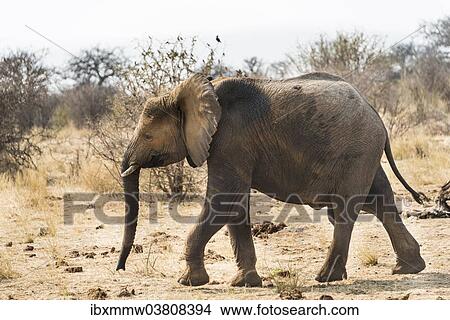 "Young African Bush Elephant (Loxodonta africana), Etosha National Park, Namibia, Africa" View Large Photo Image Picture - "Young African Bush Elephant (Loxodonta africana), Etosha National Park, Namibia, Africa". Fotosearch
