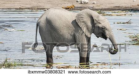 Stock Image - "Young African Bush Elephant (Loxodonta africana) standing in the water while drinking, Koinachas Waterhole, Etosha National Park, Namibia, Africa". Fotosearch