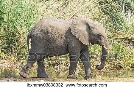 Stock Image - "Young African Bush Elephant (Loxodonta africana) walking in front of reeds, Koinachas Waterhole, Etosha National Park, Namibia, Africa". Fotosearch