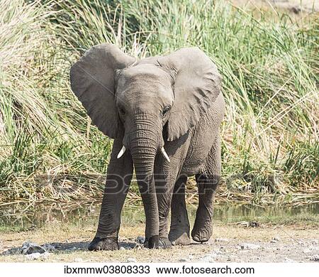 "Young African Bush Elephant (Loxodonta africana) standing in front of reeds, Koinachas Waterhole, Etosha National Park, Namibia, Africa" View Large Photo Image Stock Image - "Young African Bush Elephant (Loxodonta africana) standing in front of reeds, Koinachas Waterhole, Etosha National Park, Namibia, Africa". Fotosearch