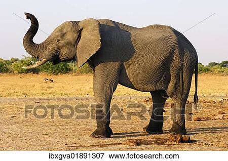 "Young African Bush Elephant (Loxodonta africana) trumpeting with a raised trunk, Savuti National Park, Botswana, Africa" View Large Photo Image Stock Photo - "Young African Bush Elephant (Loxodonta africana) trumpeting with a raised trunk, Savuti National Park, Botswana, Africa". Fotosearch