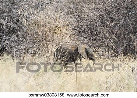 "Young African Bush Elephant (Loxodonta africana) in the bush, Etosha National Park, Namibia, Africa" View Large Photo Image Stock Photo - "Young African Bush Elephant (Loxodonta africana) in the bush, Etosha National Park, Namibia, Africa". Fotosearch