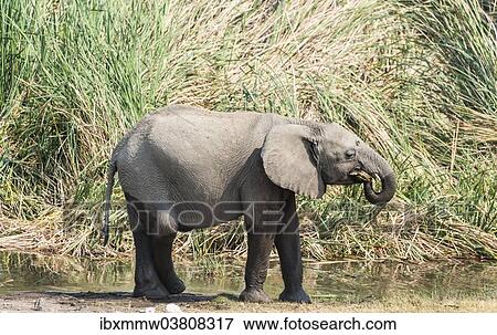 "Young African Bush Elephant (Loxodonta africana) with wet feet walking in front of reeds, Koinachas Waterhole, Etosha National Park, Namibia, Africa" View Large Photo Image Stock Photo - "Young African Bush Elephant (Loxodonta africana) with wet feet walking in front of reeds, Koinachas Waterhole, Etosha National Park, Namibia, Africa". Fotosearch
