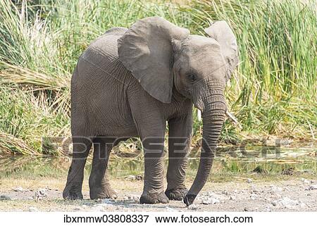 Stock Photo - "Young African Bush Elephant (Loxodonta africana) standing in front of reeds, Koinachas Waterhole, Etosha National Park, Namibia, Africa". Fotosearch