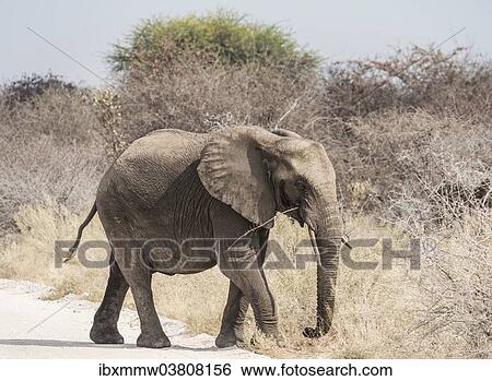 "Young African Bush Elephant (Loxodonta africana) walking across a road, Etosha National Park, Namibia, Africa" View Large Photo Image Stock Photograph - "Young African Bush Elephant (Loxodonta africana) walking across a road, Etosha National Park, Namibia, Africa". Fotosearch