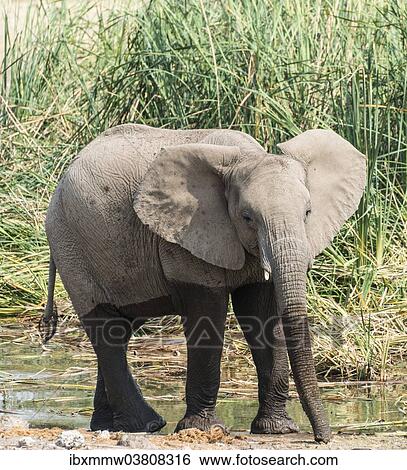 "Young African Bush Elephant (Loxodonta africana) with wet feet standing in front of reeds, Koinachas Waterhole, Etosha National Park, Namibia, Africa" View Large Photo Image Stock Photograph - "Young African Bush Elephant (Loxodonta africana) with wet feet standing in front of reeds, Koinachas Waterhole, Etosha National Park, Namibia, Africa". Fotosearch