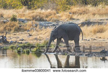 Stock Image - "Young African Elephant (Loxodonta africana) drinking at the Nuamses waterhole, Etosha National Park, Namibia, Africa". Fotosearch