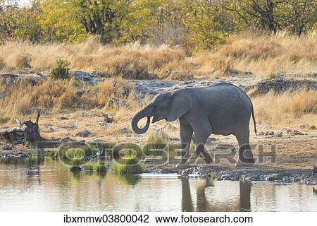 "Young African Elephant (Loxodonta africana) drinking at the Nuamses waterhole, Etosha National Park, Namibia, Africa" View Large Photo Image Stock Image - "Young African Elephant (Loxodonta africana) drinking at the Nuamses waterhole, Etosha National Park, Namibia, Africa". Fotosearch